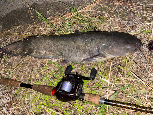 ナマズの釣果