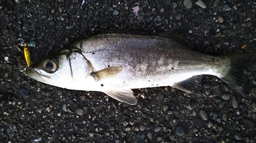 セイゴ（ヒラスズキ）の釣果