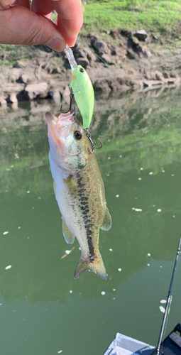 ブラックバスの釣果