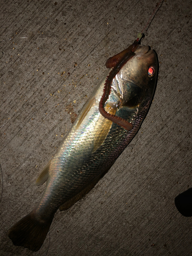 イシモチの釣果