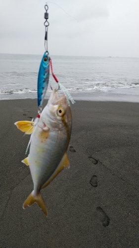 ショゴの釣果