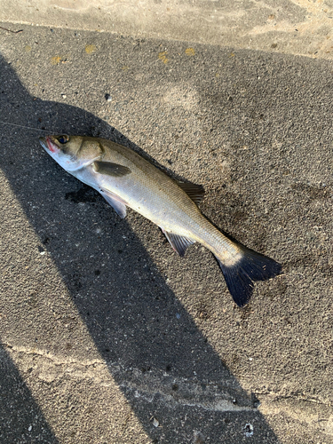 スズキの釣果