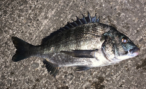 チヌの釣果