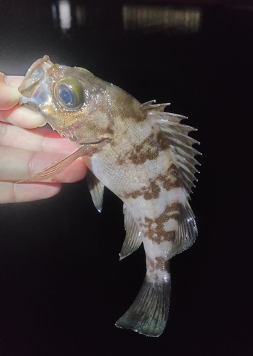 メバルの釣果