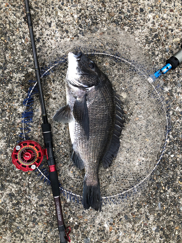 クロダイの釣果