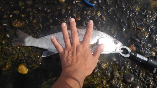 ニベの釣果