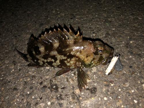 タケノコメバルの釣果