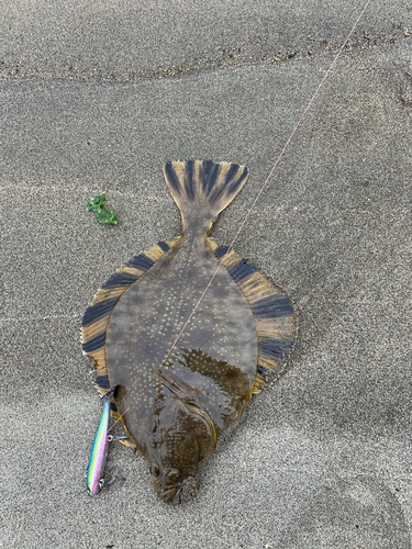 ヌマガレイの釣果