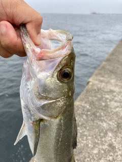 フッコ（マルスズキ）の釣果