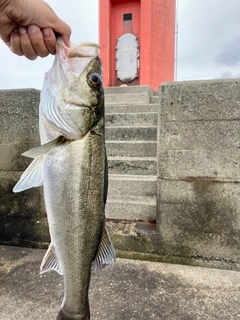 フッコ（マルスズキ）の釣果