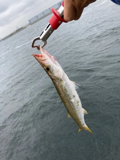 カマスの釣果