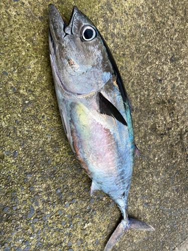 ヨコワの釣果