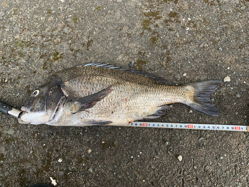 チヌの釣果