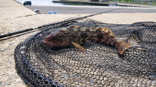 アイナメの釣果