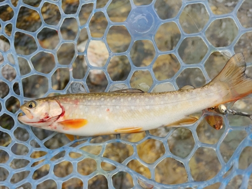 イワナの釣果