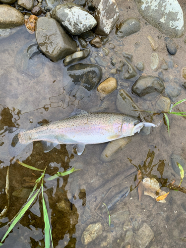 ニジマスの釣果