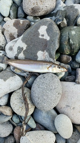 キスの釣果