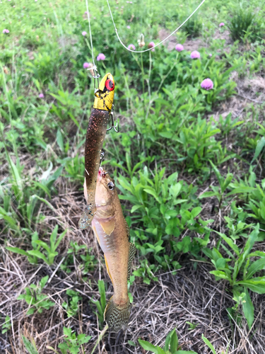 ハゼの釣果