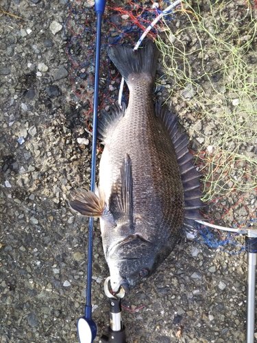 クロダイの釣果