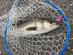 スズキの釣果
