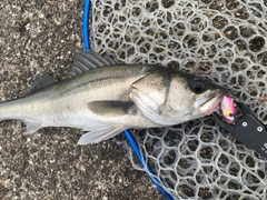スズキの釣果