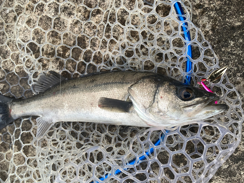 フッコ（マルスズキ）の釣果