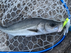 フッコ（マルスズキ）の釣果