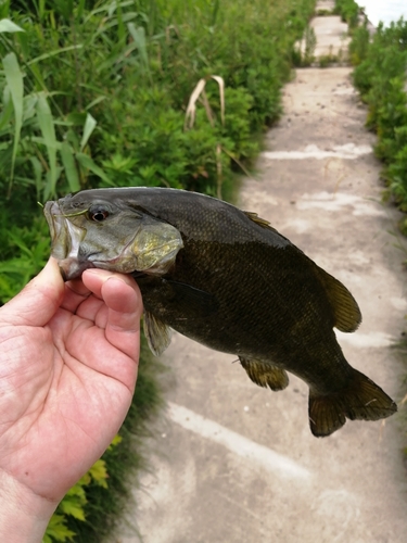 スモールマウスバスの釣果