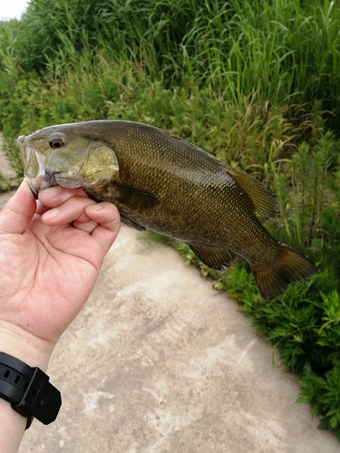 釣果