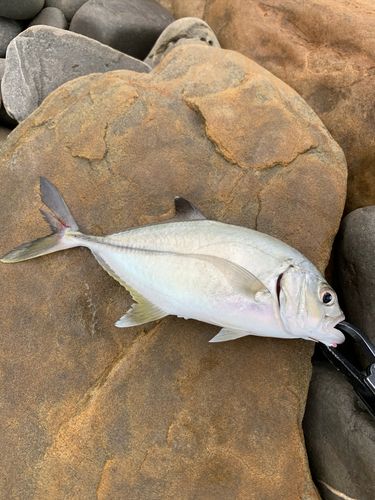 メッキの釣果