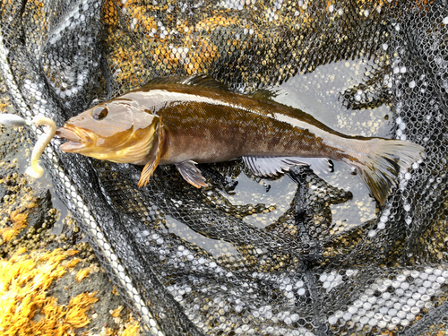 アブラコの釣果