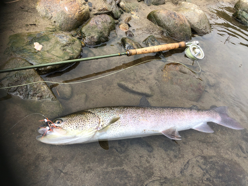 イトウの釣果