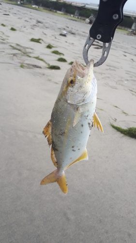 ショゴの釣果