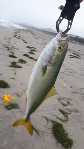 ワカシの釣果