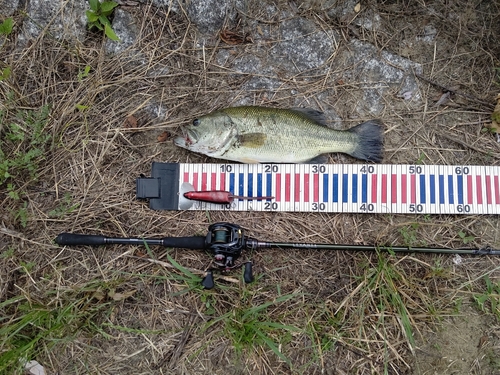 ラージマウスバスの釣果