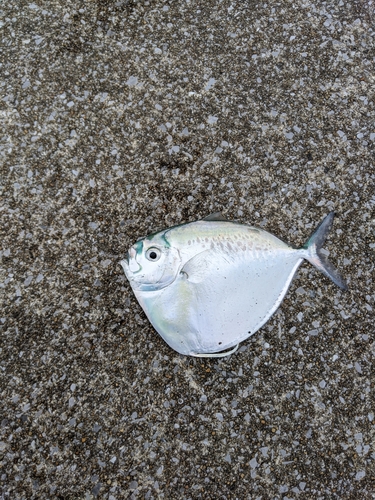 マルアジの釣果