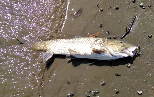 ニゴイの釣果