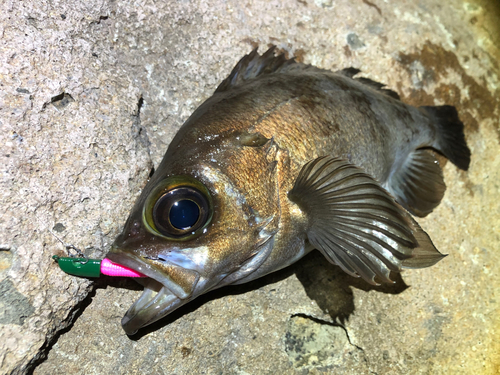 メバルの釣果