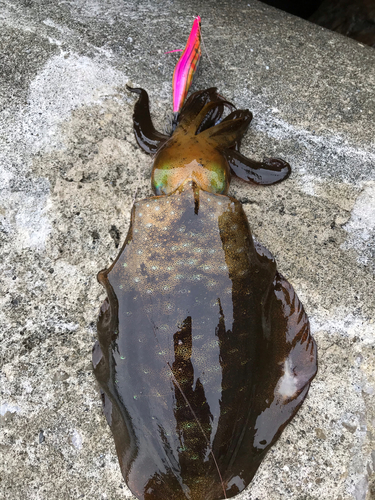 アオリイカの釣果