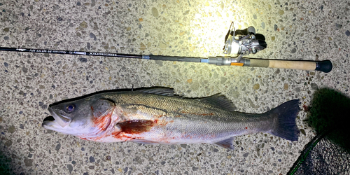 シーバスの釣果