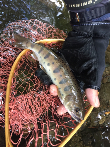 ヤマメの釣果