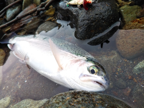 ニジマスの釣果