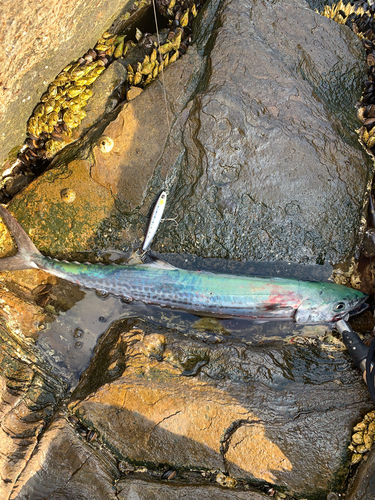 サゴシの釣果