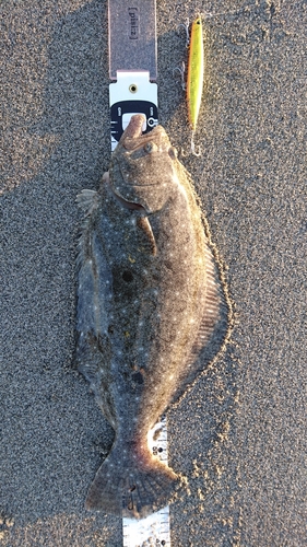 ヒラメの釣果