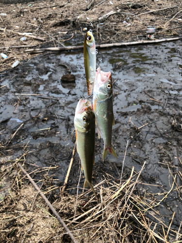 ハスの釣果