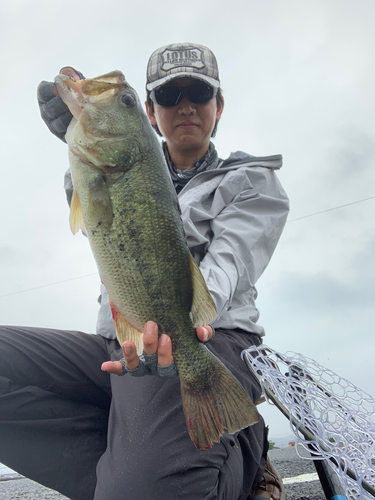 ラージマウスバスの釣果