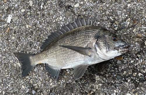 チヌの釣果