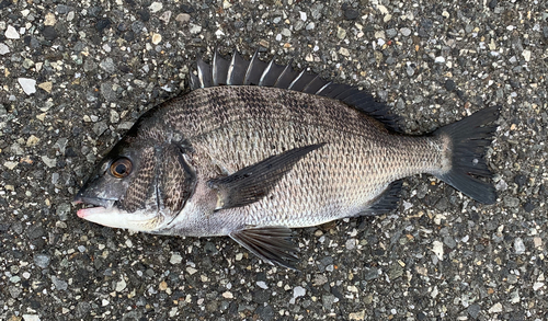 チヌの釣果