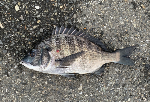 チヌの釣果