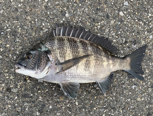 チヌの釣果